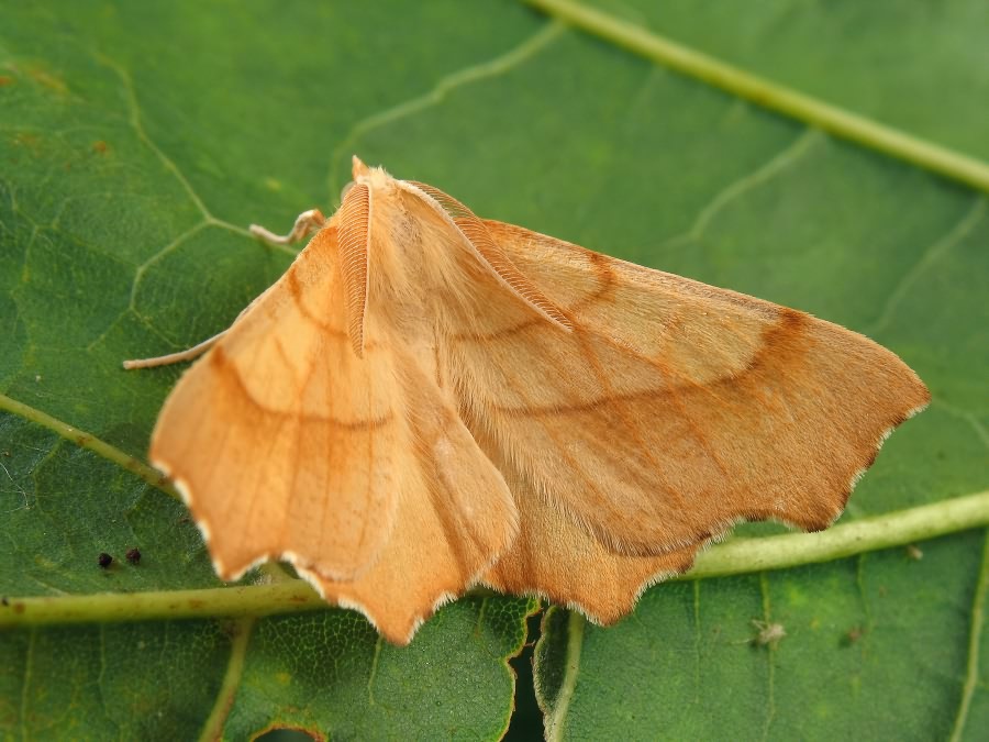 Ennomos quercinaria (Hufnagel, 1767)